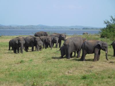 Minneriya_National_Park,_elephants_gathering