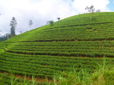 1618px-Tea_Estate_Nuwara_Eliya