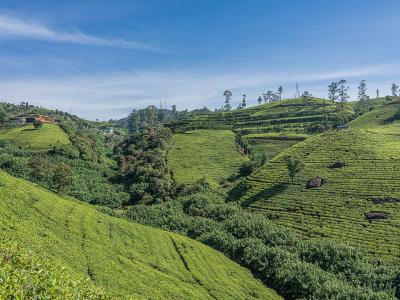 Nuwara_Labukele_tea_field