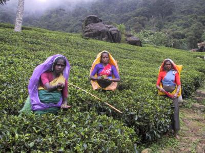 Cueilleuses_de_thé_Nuwara_Eliya